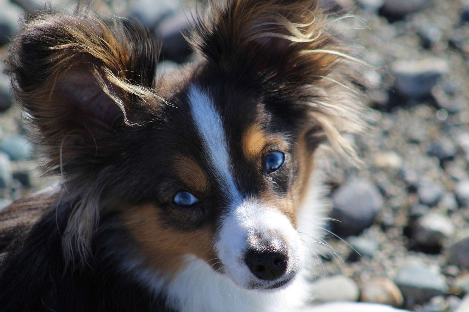 blue-eyed-dogs-for-sale